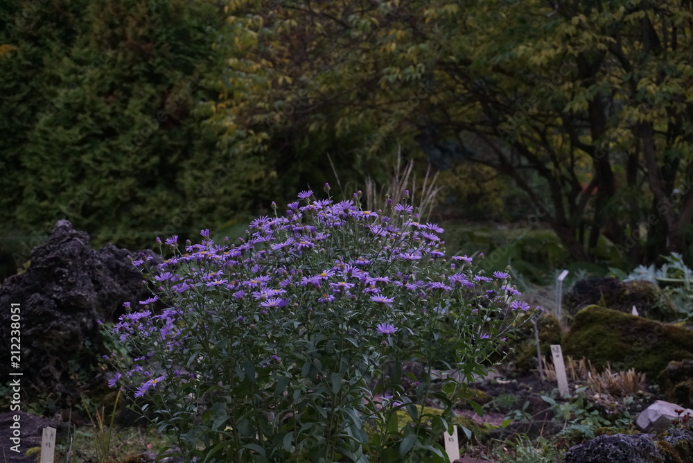 flowers flowers
