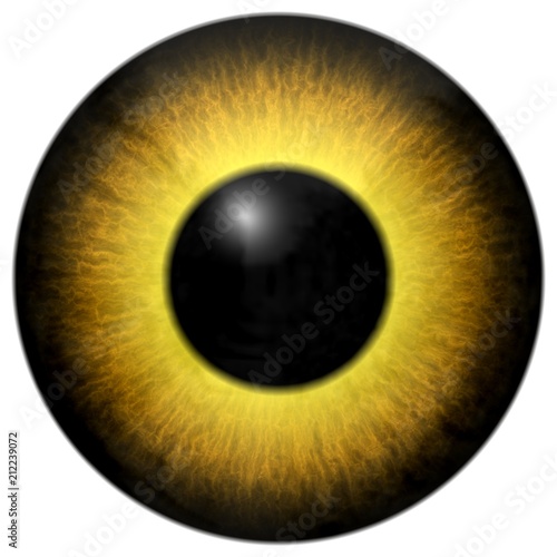 Animal yellow eye, 3d eyeballs with black fringe and white background