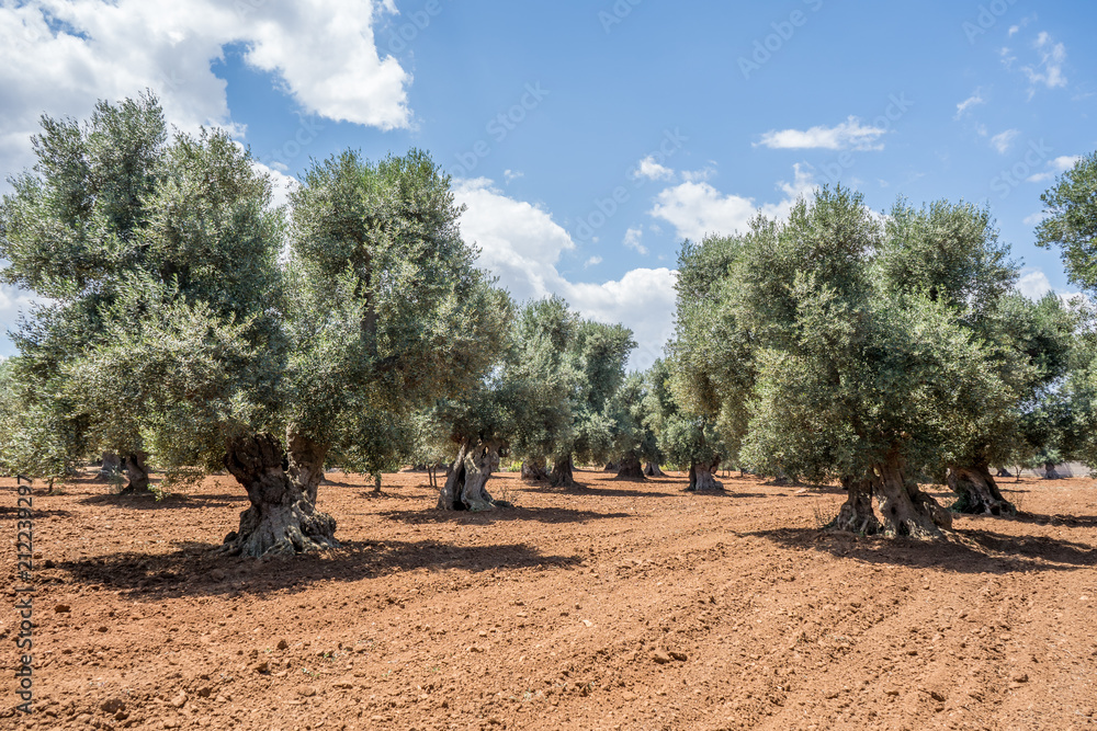 Fototapeta premium Olive trees plantation in Salento, Italy