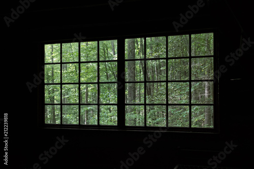View into the forest thru an old wooden window