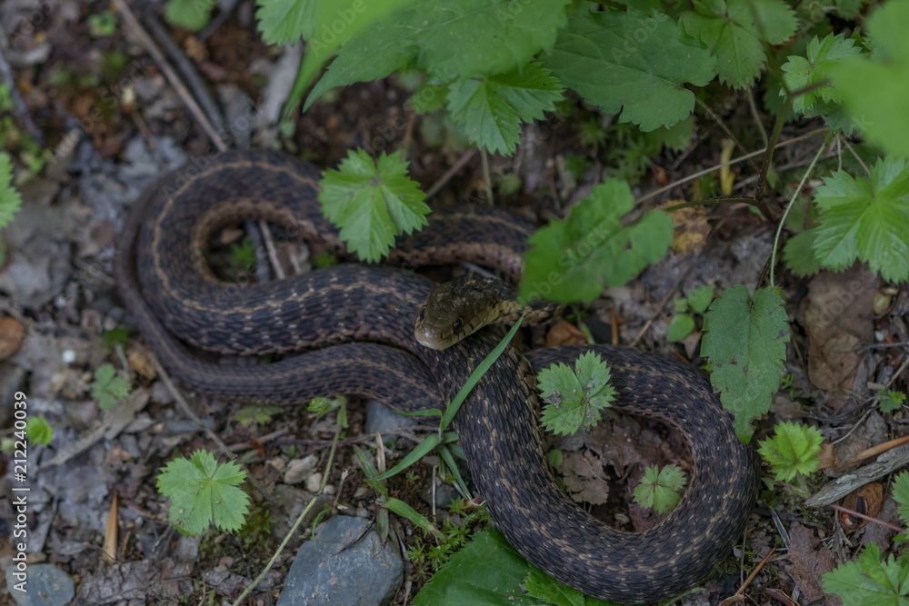 Fototapeta premium Eastern Milk Snake small brown snake coiled up on forest floor