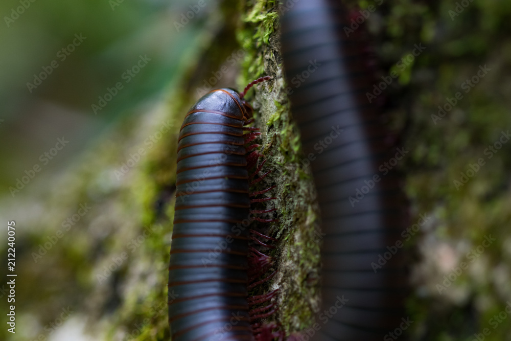 Brown millipede on a rock close-up Brown millipede on a rock close-up