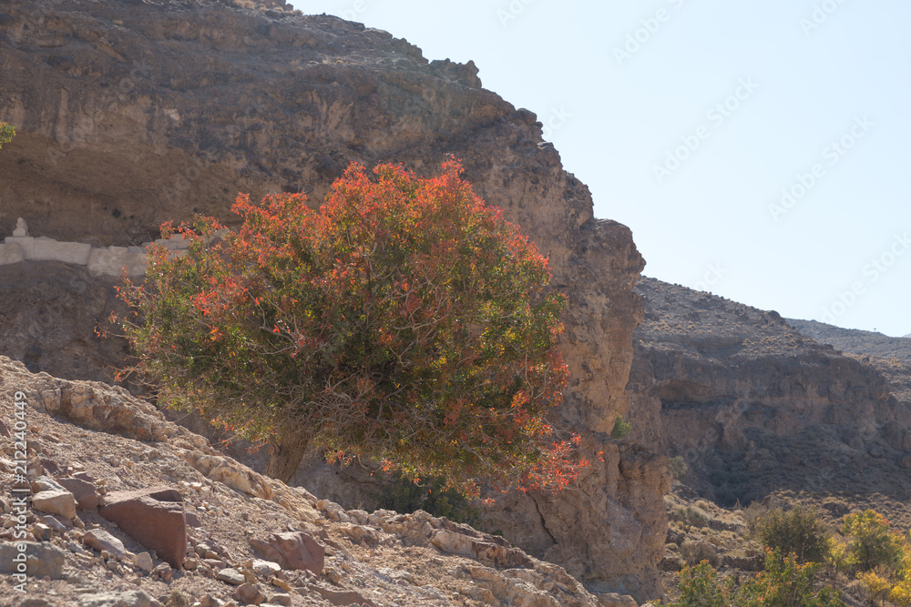 Obraz premium Pistacia atlantica, Sistan and Baluchistan, Iran
