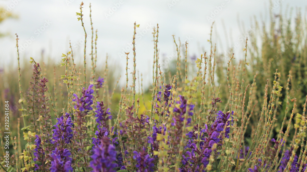 Obraz premium Purple flower garden closeup