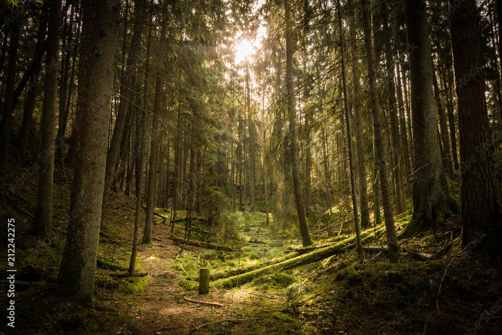 Fototapeta premium Waldlichtung im Sonnenlicht