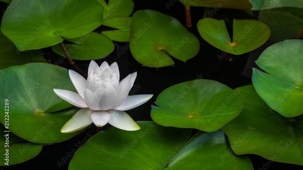 A single white water lily blossom on a bed of green lily pads A single white water lily blossom on a bed of green lily pads
