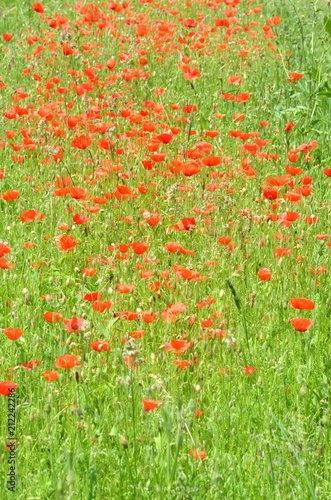 Fototapeta Naklejka Na Ścianę i Meble -  Champ de coquelicots en Bretagne, France