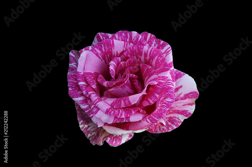 The rose flower with strips on petals of red and white color isolated on a black background