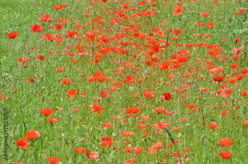 Fototapeta Naklejka Na Ścianę i Meble -  Champ de coquelicots en Bretagne, France