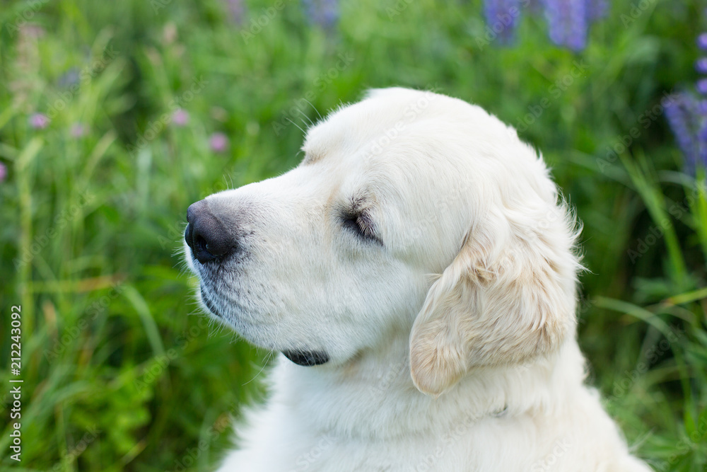 Profile portrait of cute white dog breed golden retriever in the green grass and flowers background