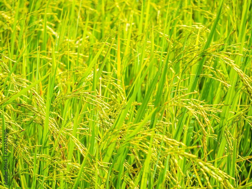 Abstract nature background. Pattern of ear rice or paddy. Abstract nature background. Pattern of ear rice or paddy.