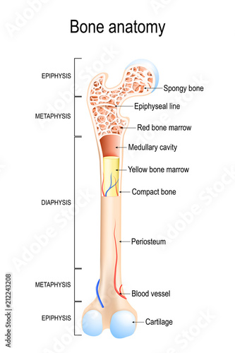Structure of a Long Bone.