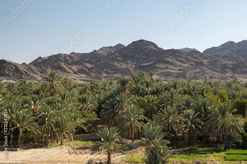Palm Tree in Nahouk, Saravan, Sistan and Baluchistan, Iran