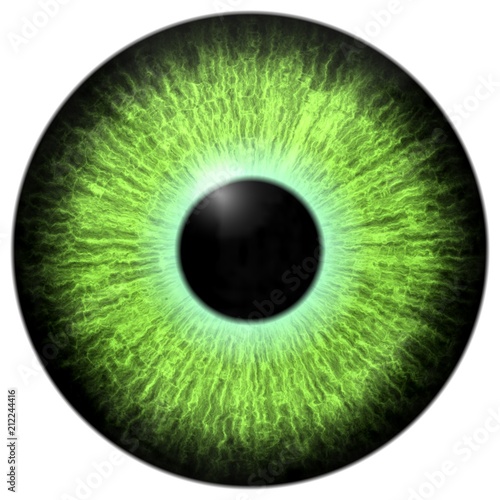 Animal aligator eye 3d green color with black fringe