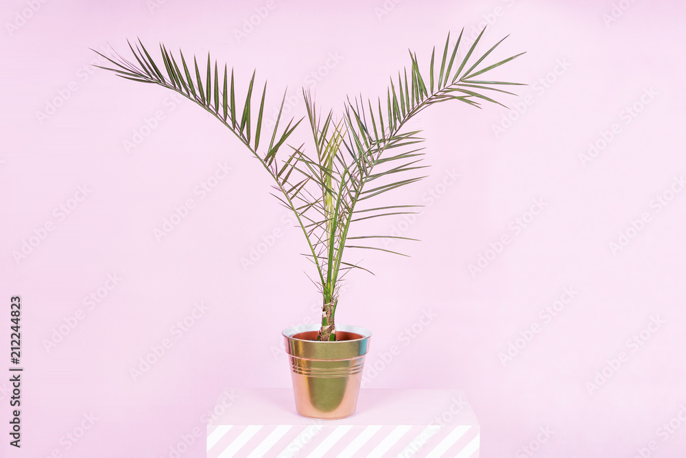 Coconut Veddel in a golden flowerpot on a stand on a pink background Coconut Veddel in a golden flowerpot on a stand on a pink background