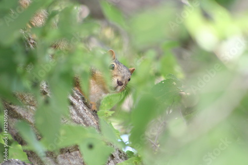 Peek a Boo Squirrel © DP Overton