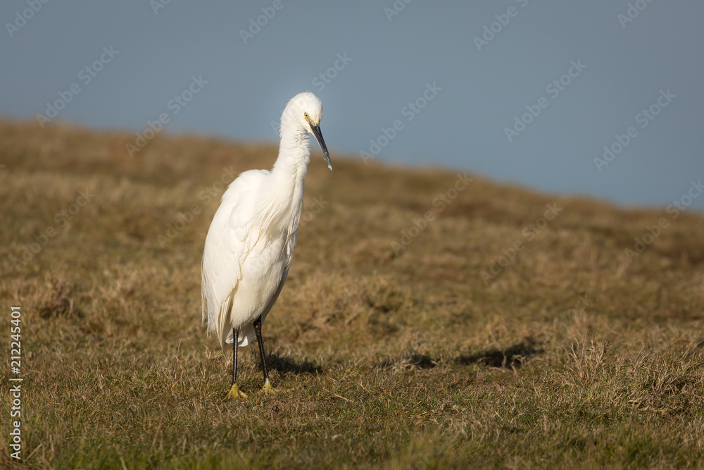 Naklejka premium Great white egret