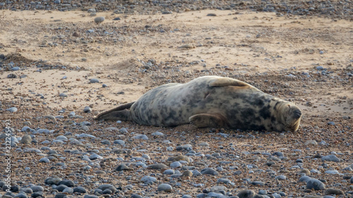 Common and grey seals