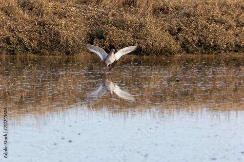 Wading bird in flight. Common sandpiper © fotogenix