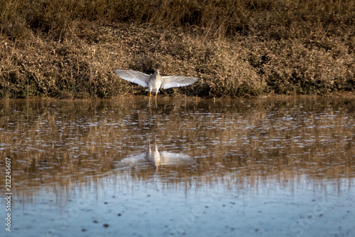 Wading bird in flight. Common sandpiper