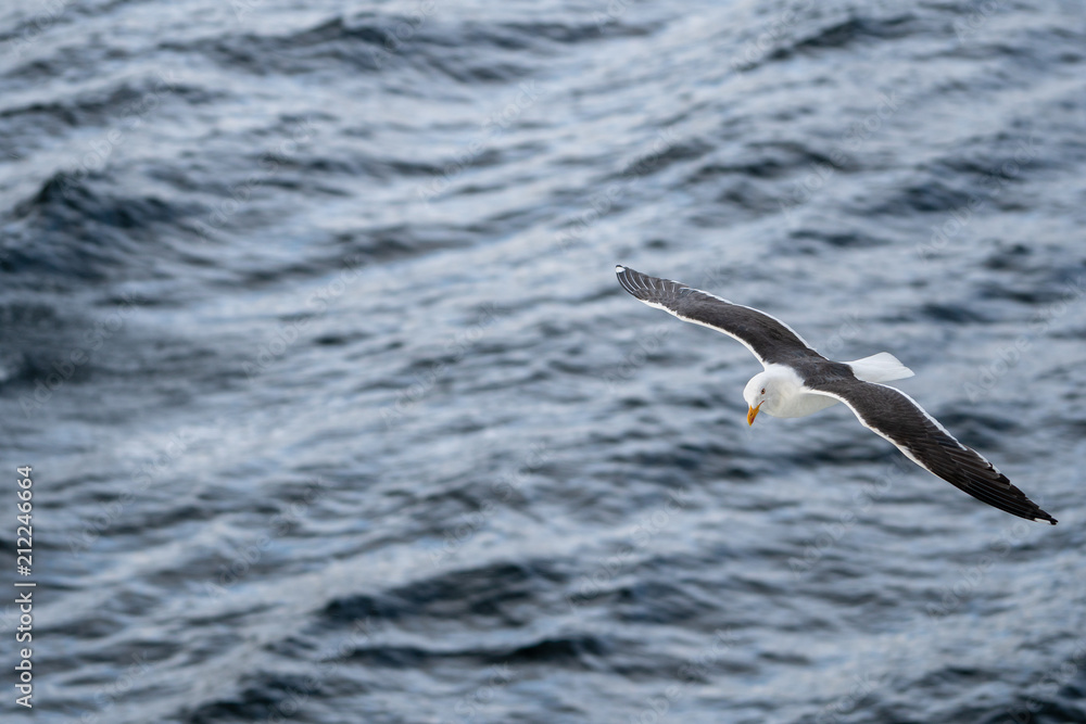Seagull in flight. Seagull in flight.