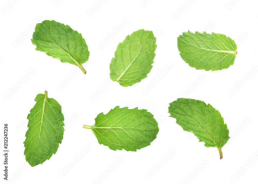 set of fresh mint leaf isolated on white background set of fresh mint leaf isolated on white background