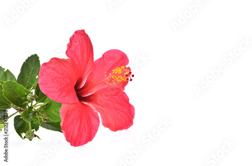 hibiscus isolated on white background