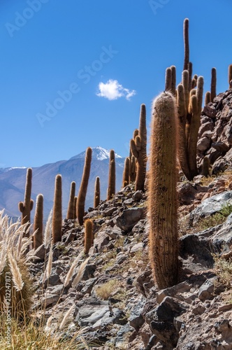 Massive cardons (cacti) seen in a sunny hot day at Quedraba de Guatin, or Cactus Valley, at Atacama desert, Chile. Cactus of five to eight metres high grow out of rocky steep hill. photo