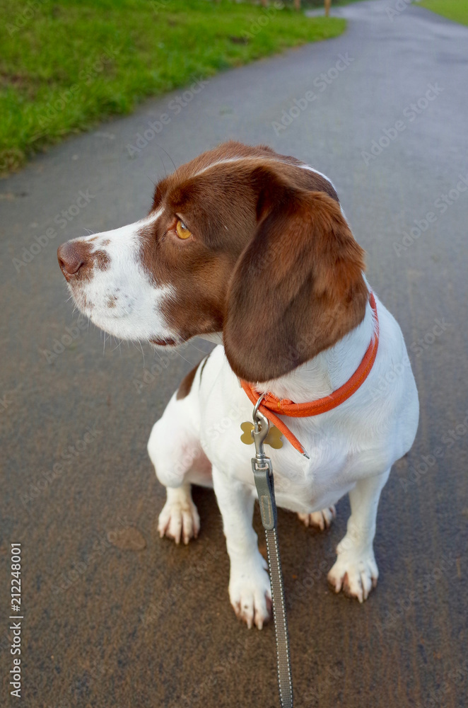 Springer Spaniel Beagle crossbreed dog