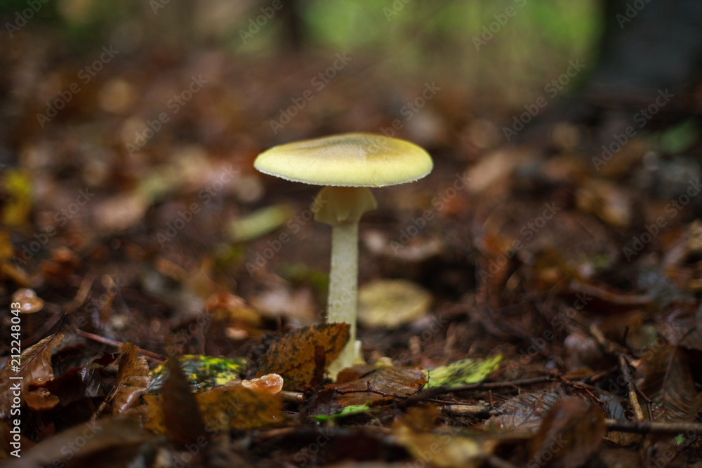 Mushrooms growing in ground autumn forest closeup Mushrooms growing in ground autumn forest closeup