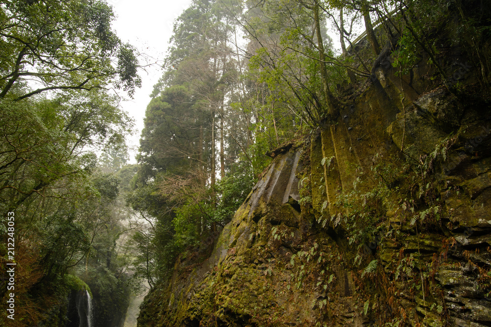 Wide view of tall pine trees and foggy forest on top of columnar valley cliff of Takachiho gorge. Nishiusuki, Miyazaki, Japan. Nature and parks.