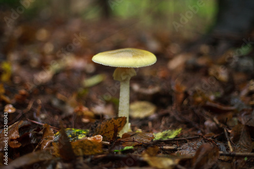 Mushrooms growing in ground autumn forest closeup
