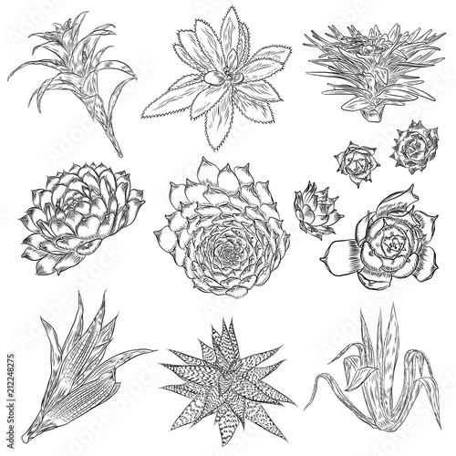 Cute cactus illustrations. Handmade set. Hand drawn outline cacti and succulents drawings. Decorative floral design elements for prints  patterns  decoration needs. Vector.