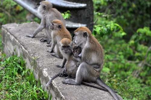 monkeys feeding little babies © umar