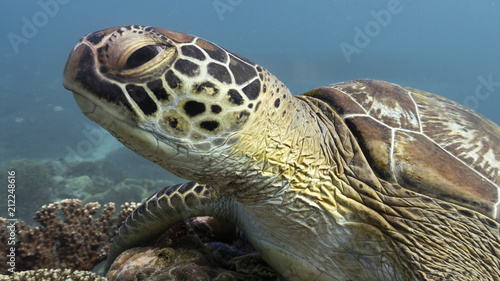 Green turtle in Indonesia