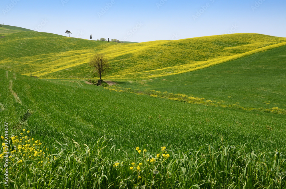 field of yellow rape flowers and blue sky in the Tuscan countryside, near Pienza (Siena). Italy