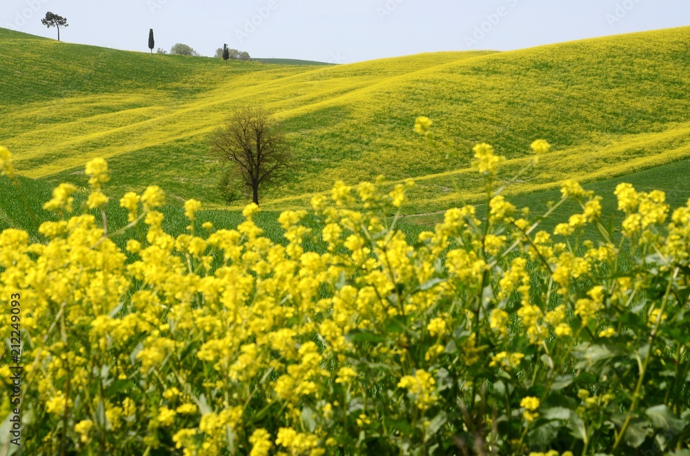 Beautiful field of yellow rape flowers and blue sky in the Tuscan countryside, near Pienza (Siena). Italy
