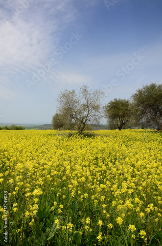 Beautiful field of yellow flowers with olive trees and blue cloudy sky in the Tuscan countryside, near Pienza (Siena). Italy