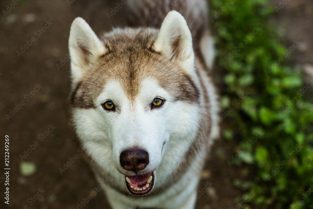 Close-up image of gorgeous dog breed siberian husky in the forest. Portrait of friendly dog looks like a wolf Close-up image of gorgeous dog breed siberian husky in the forest. Portrait of friendly dog looks like a wolf
