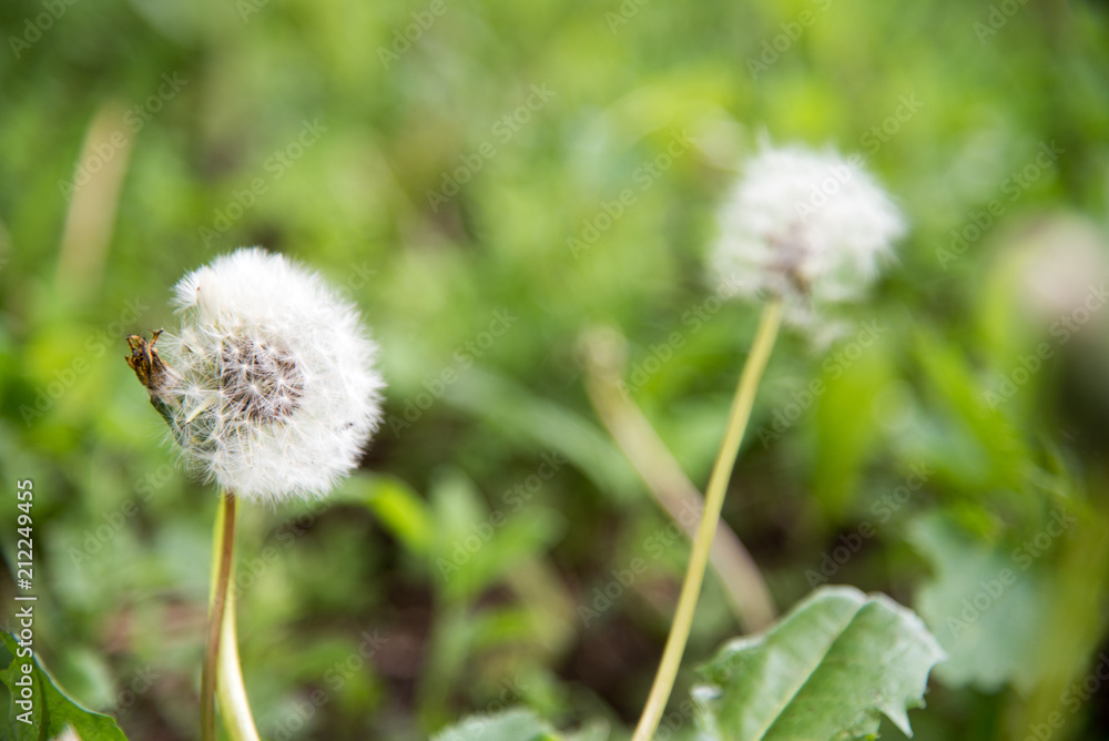 dandelion dandelion