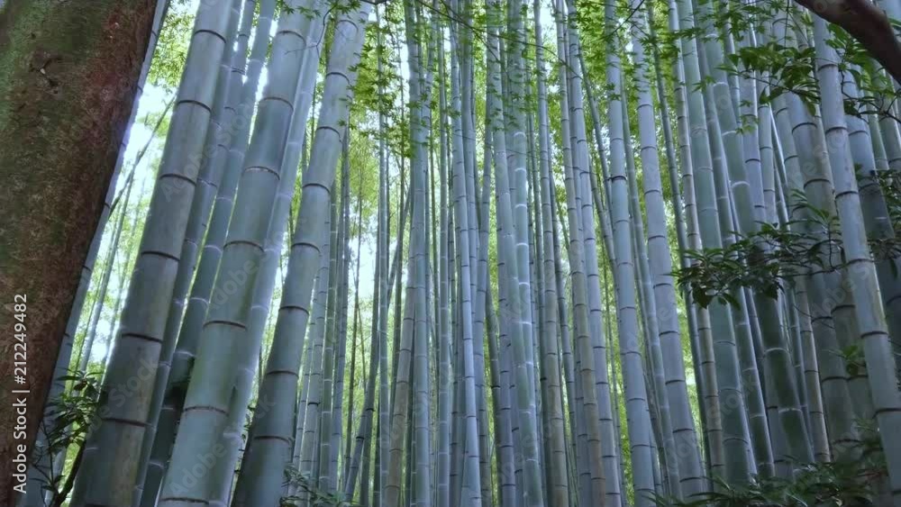 Walking through a Bamboo Forest in Japan - TOKYO / JAPAN - JUNE 17, 2018 Walking through a Bamboo Forest in Japan - TOKYO / JAPAN - JUNE 17, 2018