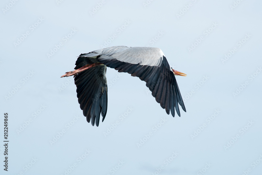 Obraz premium Maldivean heron
