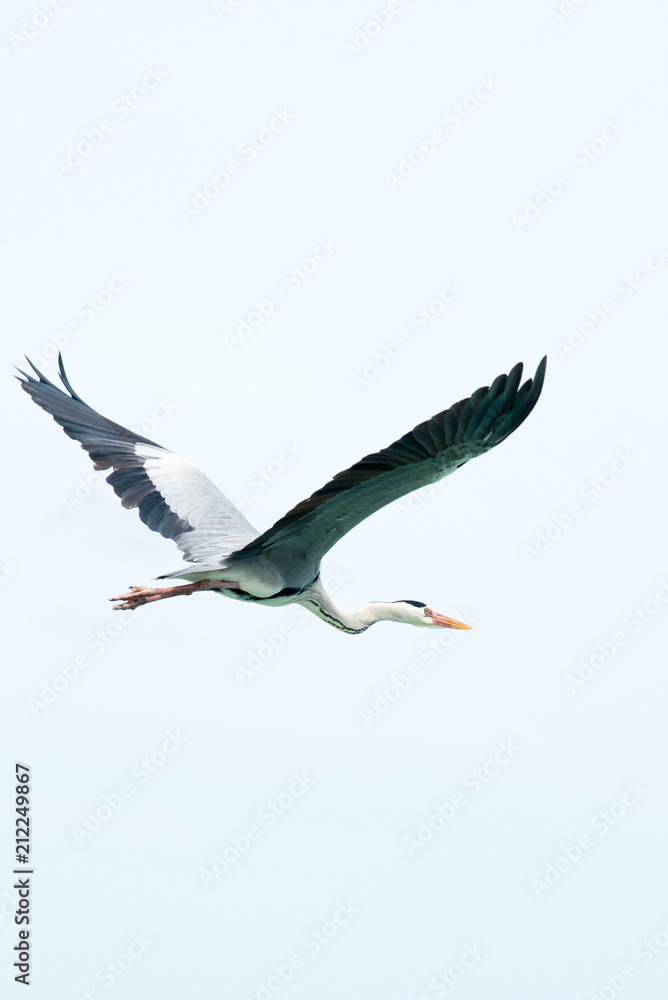 Obraz premium Maldivean heron