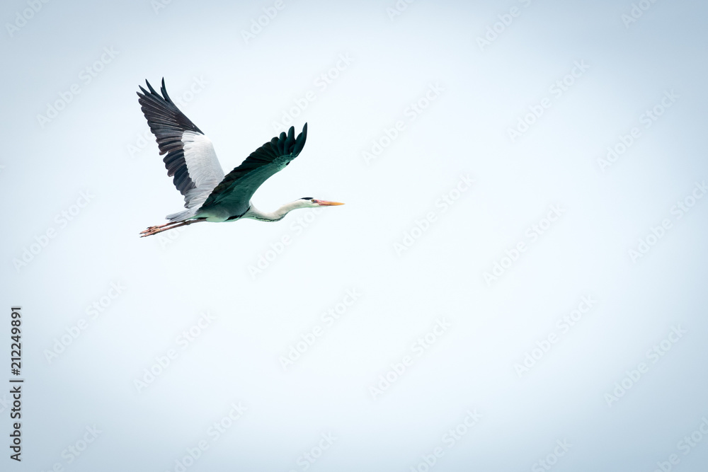 Obraz premium Maldivean heron