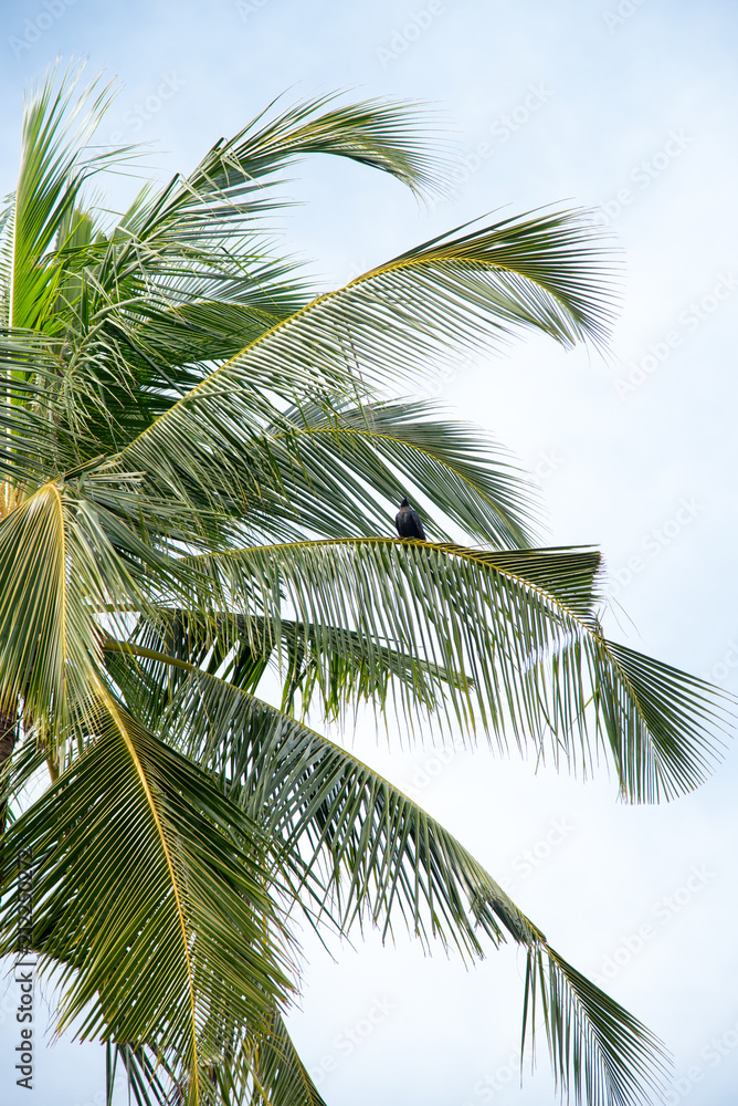 bird on the palm tree