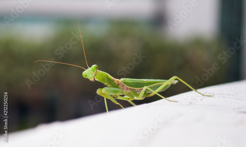  grasshopper in tha wall