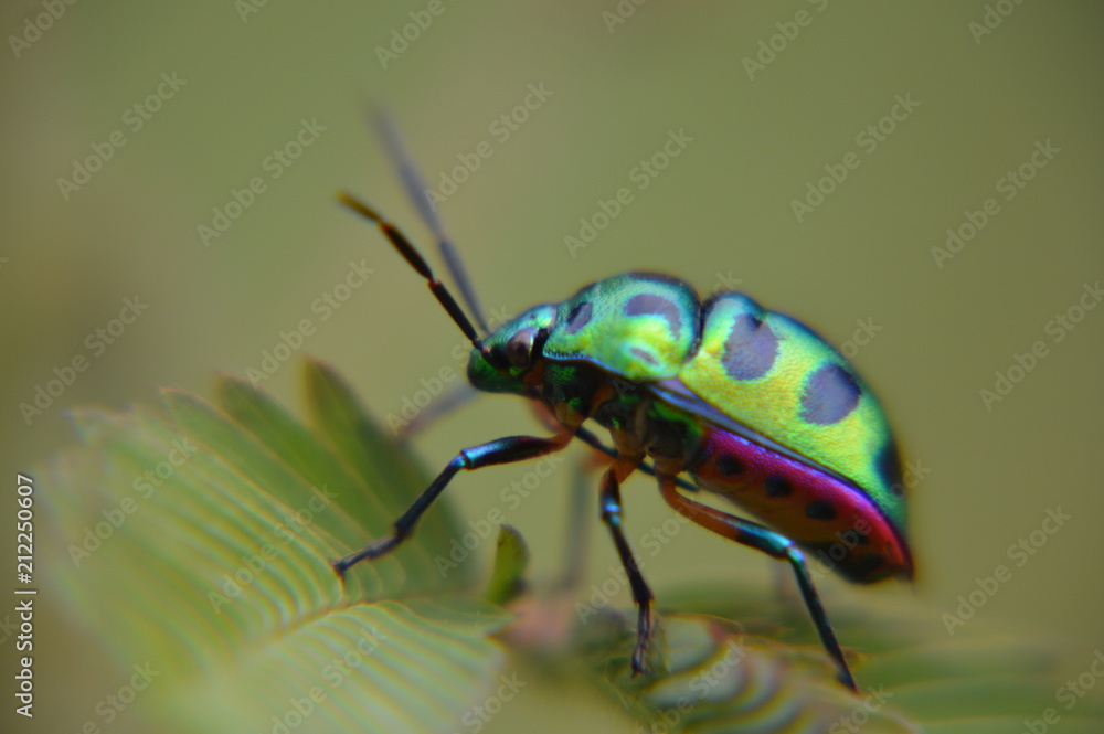 Naklejka premium colorful insect on mimosa leaf