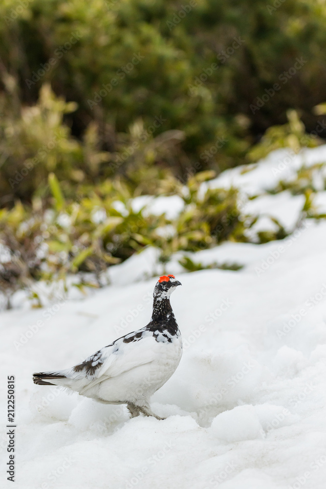 立山に生息するオスの雷鳥