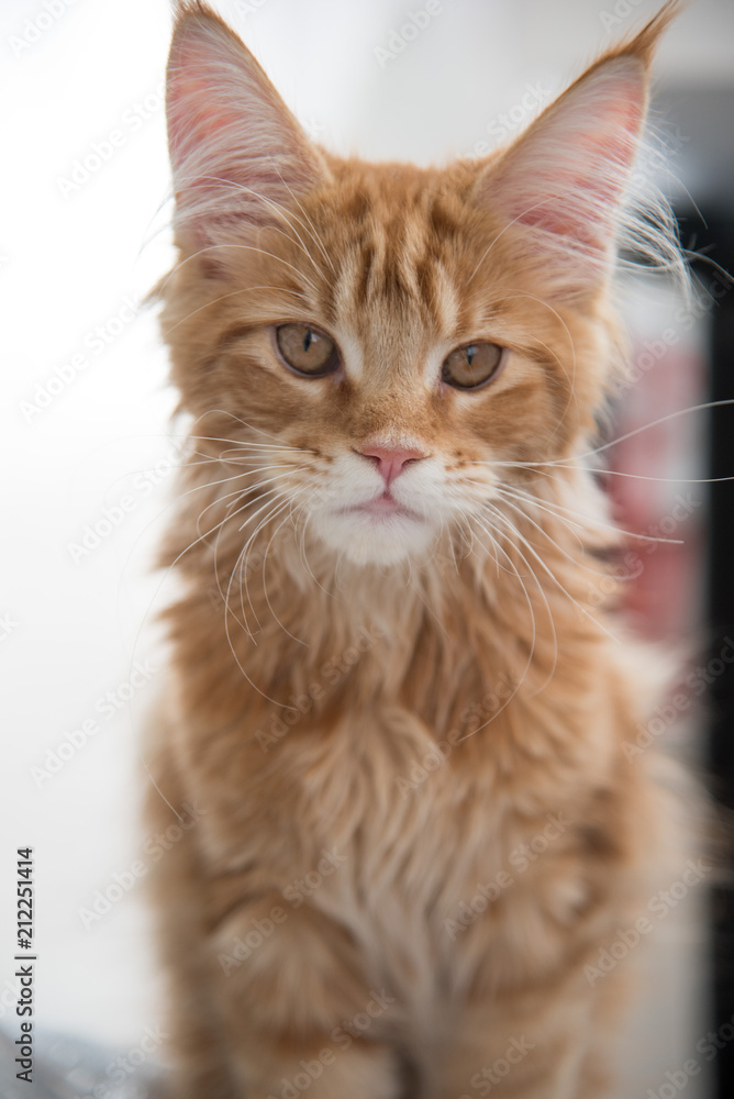 Maine coon