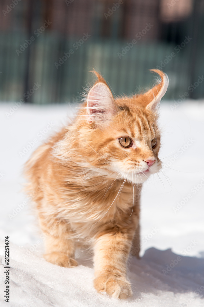 Maine coon 